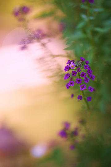 《红楼梦》中安排香菱换上袭人的裙子这一情节，有什么深意吗？